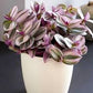 Tradescantia Nanouk in growing pot