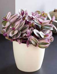 Tradescantia Nanouk in growing pot