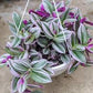 Tradescantia Nanouk in growing pot