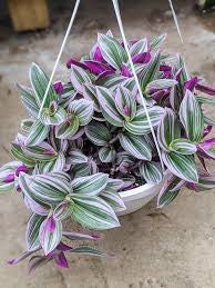 Tradescantia Nanouk in growing pot