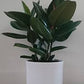 Ficus Rubber Plant (Grower Pot) ceramic pot extra price