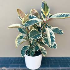 Ficus Rubber Plant (Grower Pot) ceramic pot extra price