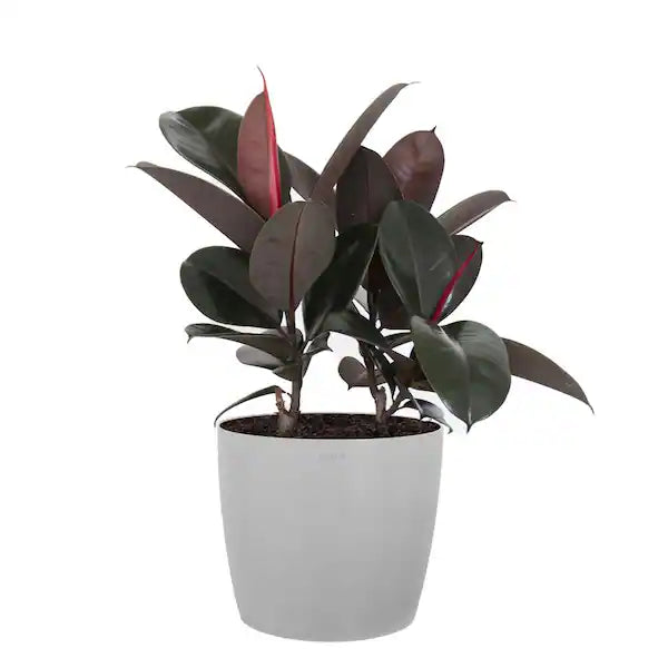 Ficus Rubber Plant (Grower Pot) ceramic pot extra price