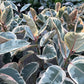 Ficus Rubber Plant Variegated (4”