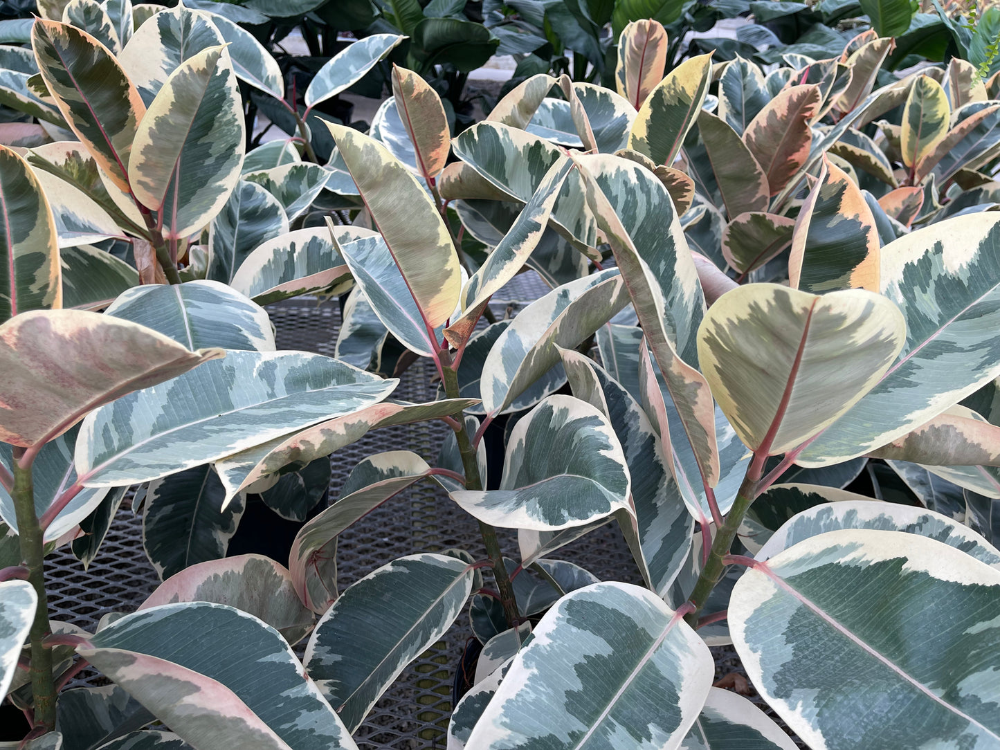 Ficus Rubber Plant Variegated (4”