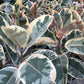 Ficus Rubber Plant Variegated (4”