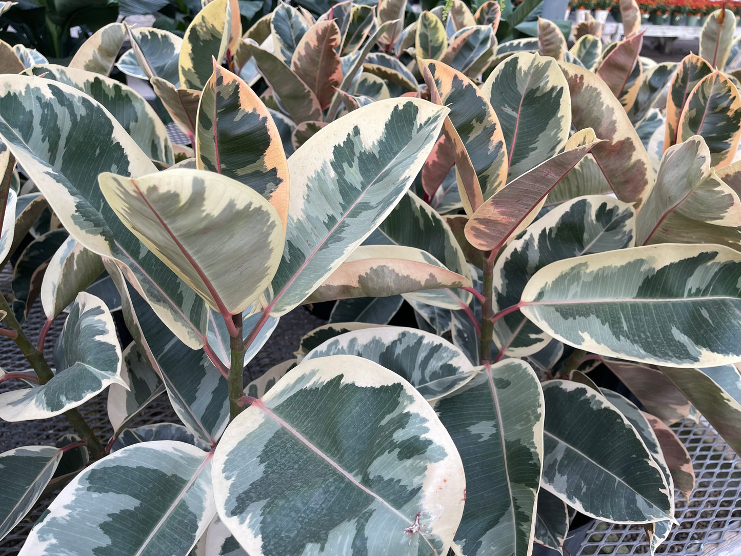 Ficus Rubber Plant Variegated (4”