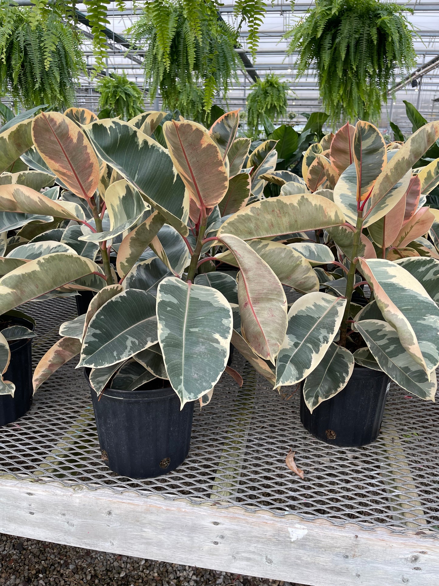 Ficus Rubber Plant Variegated (4”