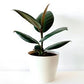 Ficus Rubber Plant (Grower Pot) ceramic pot extra price