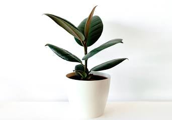 Ficus Rubber Plant (Grower Pot) ceramic pot extra price