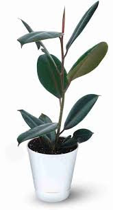 Ficus Rubber Plant (Grower Pot) ceramic pot extra price