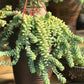 Donkey tail /Jelly bean/Burro tail 6” growing pot