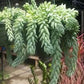 Donkey tail /Jelly bean/Burro tail 6” growing pot