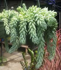 Donkey tail /Jelly bean/Burro tail 6” growing pot