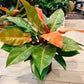 Philodendron Orange