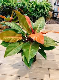 Philodendron Orange