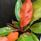 Philodendron Orange