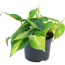 Philodendron Brasil