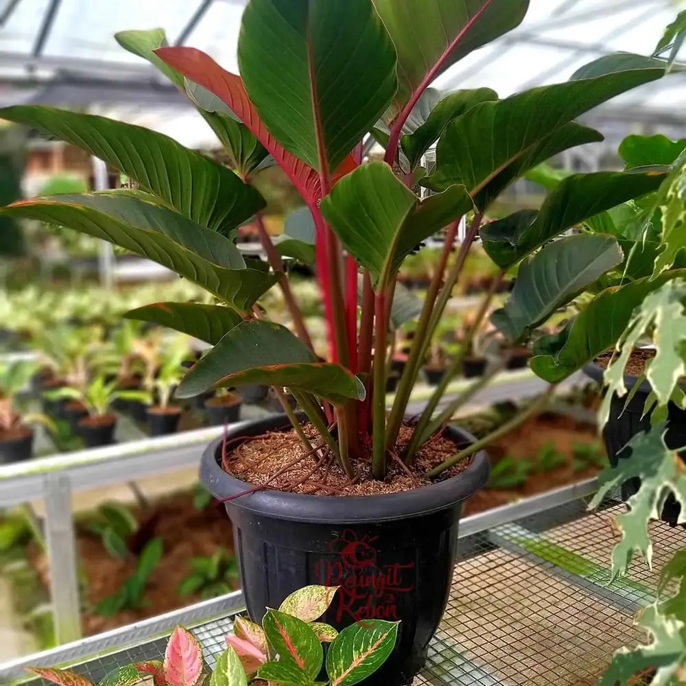 Philodendron Imperial Red (growing pot)