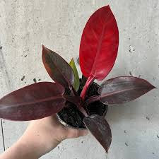 Philodendron Imperial Red (growing pot)