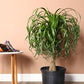 Ponytail palm in growing pot (ceramic pot $50)