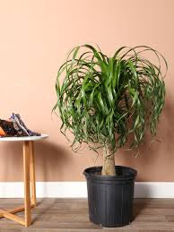 Ponytail palm in growing pot (ceramic pot $50)