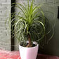 Ponytail palm in growing pot (ceramic pot $50)