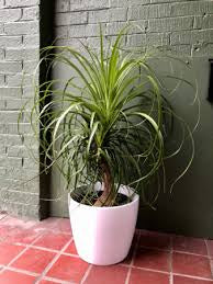 Ponytail palm in growing pot (ceramic pot $50)