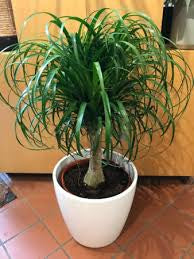 Ponytail palm in growing pot (ceramic pot $50)