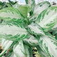 Chinese Evergreen (assorted)