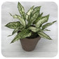 Chinese Evergreen (assorted)