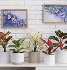 Chinese Evergreen (assorted)