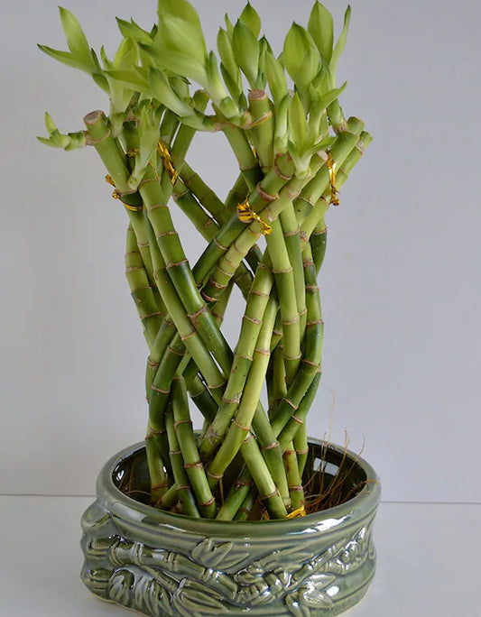 Dragon Lucky bamboo