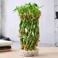 Pineapple shape Lucky bamboo