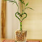 12” Heart Shaped Bamboo Stems