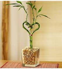 12” Heart Shaped Bamboo Stems