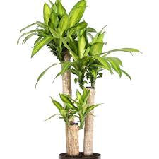 Dracaena corn plant