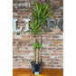 Dracaena corn plant