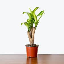 Dracaena corn plant