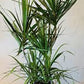 Dracaena Marginata Bicolor