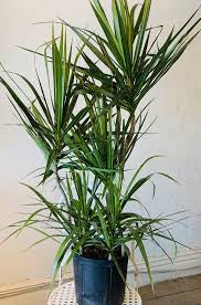 Dracaena Marginata Bicolor