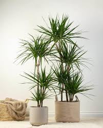 Dracaena Marginata Bicolor