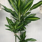 Draceana Green (Vigoro Dracaena Cintho Variegated )in growing pot