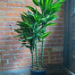 Draceana Green (Vigoro Dracaena Cintho Variegated )in growing pot