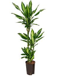 Draceana Green (Vigoro Dracaena Cintho Variegated )in growing pot