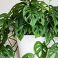 Monstera Adansonii Swiss Cheese Vine