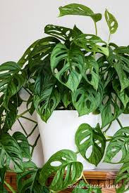 Monstera Adansonii Swiss Cheese Vine