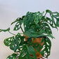 Monstera Adansonii Swiss Cheese Vine