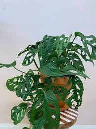 Monstera Adansonii Swiss Cheese Vine