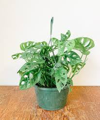 Monstera Adansonii Swiss Cheese Vine